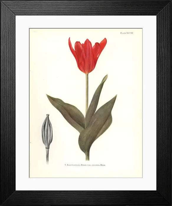 Framed Print : Red waterlily tulip, Tulipa kaufmanniana var. coccinea Framed Print : Red waterlily tulip, Tulipa kaufmanniana var. coccinea