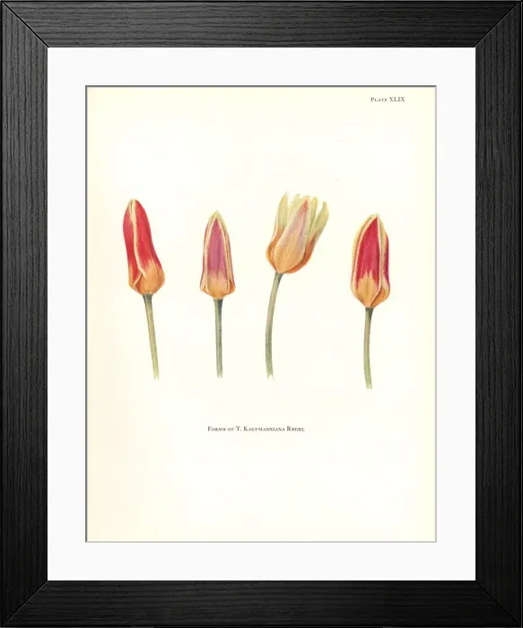 Framed Print : Forms of the waterlily tulip, Tulipa kaufmanniana Framed Print : Forms of the waterlily tulip, Tulipa kaufmanniana