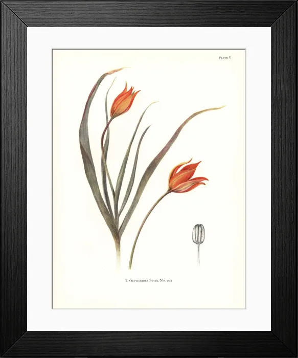 Framed Print : Tulipa orphanidea No. 702 Framed Print : Tulipa orphanidea No. 702