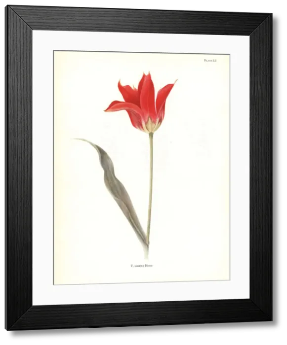 Framed Print : Tubergens tulip, Tulipa ingens. Tubergen s Framed Print : Tubergens tulip, Tulipa ingens. Tubergen s