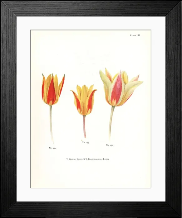Framed Print : Hybrids of maculate tulip, Tulipa greigii Framed Print : Hybrids of maculate tulip, Tulipa greigii