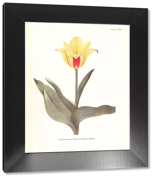 Hybrid of waterlily tulip, Tulipa kaufmanniana