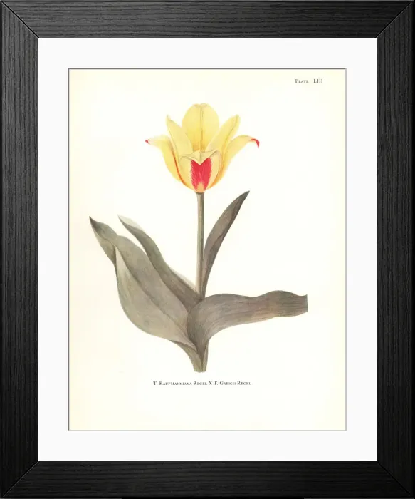 Framed Print : Hybrid of waterlily tulip, Tulipa kaufmanniana Framed Print : Hybrid of waterlily tulip, Tulipa kaufmanniana