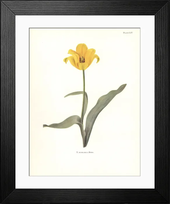 Framed Print : Rhodope tulip, Tulipa hungarica Framed Print : Rhodope tulip, Tulipa hungarica