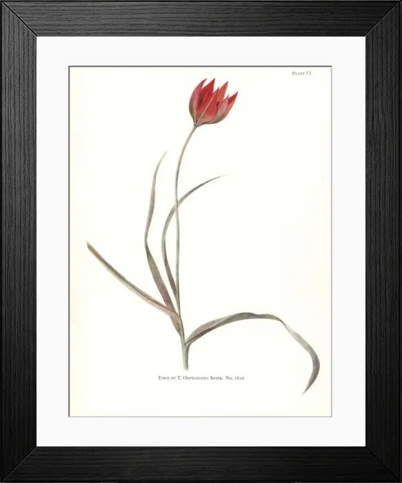 Framed Print : Form of Tulipa orphanidea No. 1610 Framed Print : Form of Tulipa orphanidea No. 1610