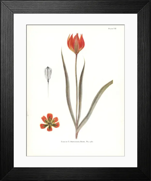Framed Print : Form of Tulipa orphanidea No. 1561 Framed Print : Form of Tulipa orphanidea No. 1561