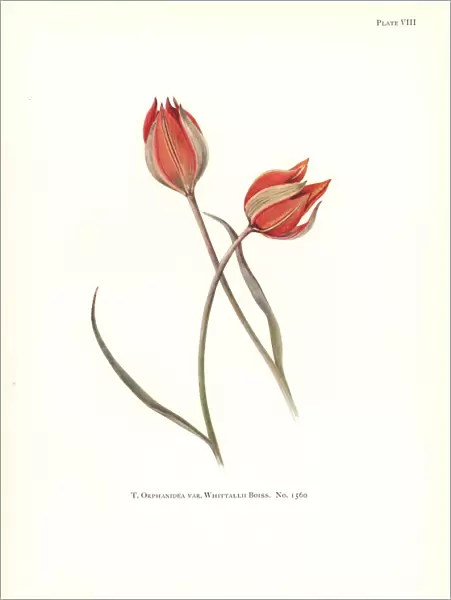 Tulipa orphanidea var. whittallii No. 1560