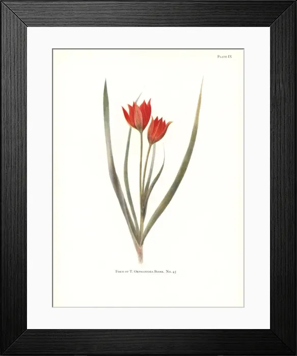 Framed Print : Form of Tulipa orphanidea No. 45 Framed Print : Form of Tulipa orphanidea No. 45