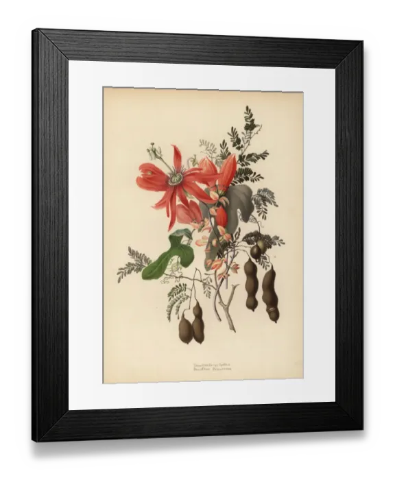 Framed Print : Tamarind and red passionflower Framed Print : Tamarind and red passionflower