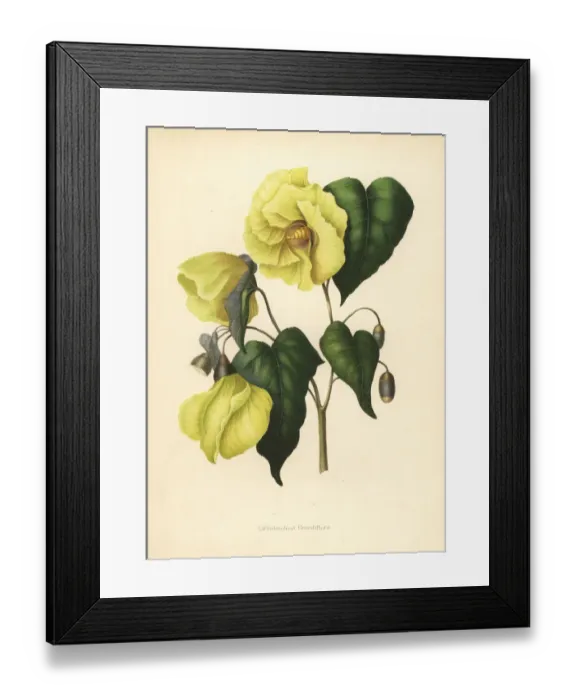Framed Print : Magnolia pterocarpa extinct Framed Print : Magnolia pterocarpa extinct
