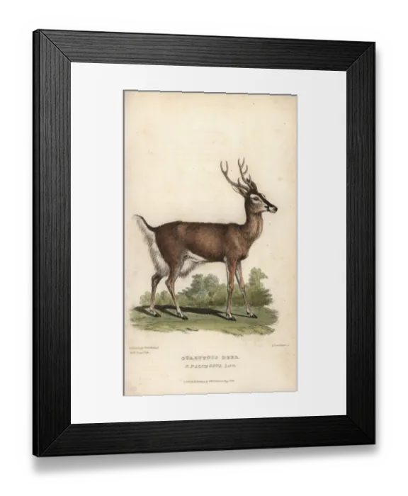 Framed Print : Marsh deer or guazu pucu, Blastocerus dichotomus. Vulnerable Framed Print : Marsh deer or guazu pucu, Blastocerus dichotomus. Vulnerable