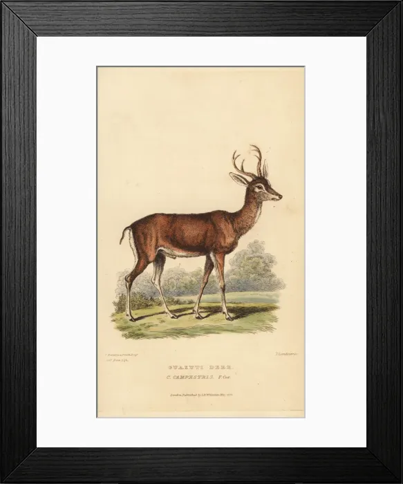 Framed Print : Pampas deer, Ozotoceros bezoarticus Framed Print : Pampas deer, Ozotoceros bezoarticus