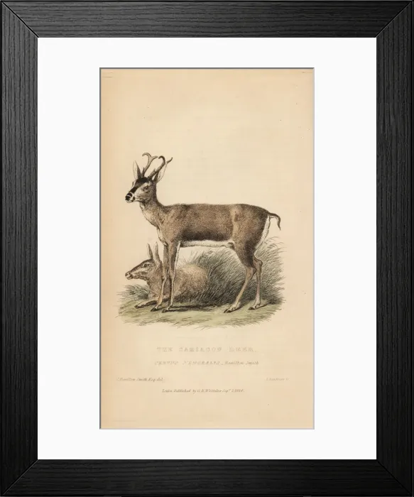 Framed Print : White-tailed deer, Odocoileus virginianus Framed Print : White-tailed deer, Odocoileus virginianus