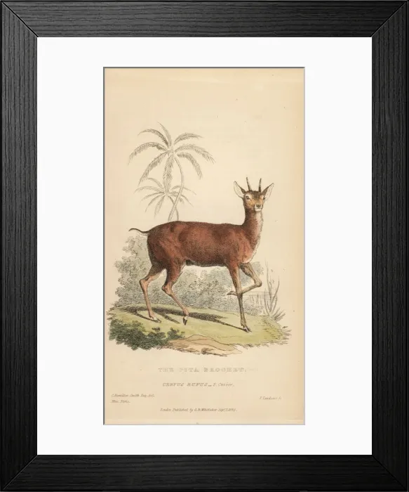 Framed Print : Red brocket, Mazama americana rufa Framed Print : Red brocket, Mazama americana rufa