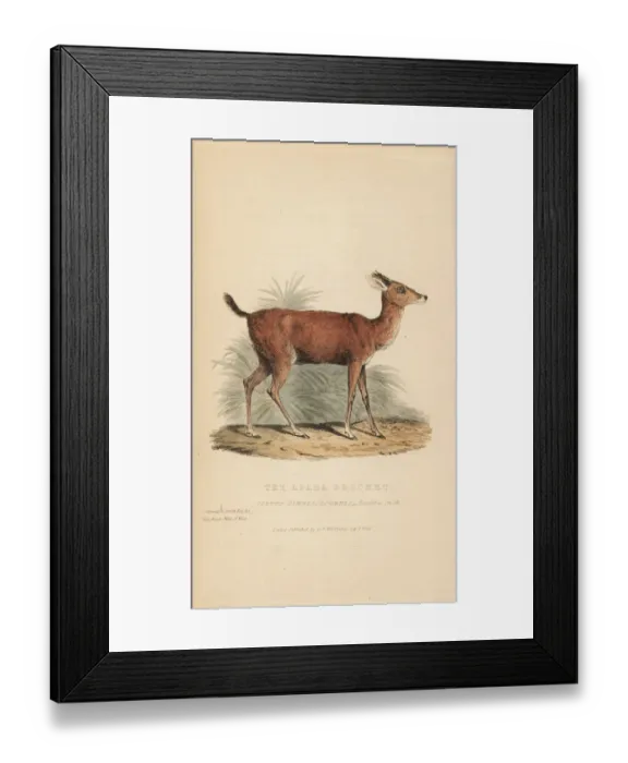 Framed Print : Brown brocket deer, Mazama gouazoubira (Apara Framed Print : Brown brocket deer, Mazama gouazoubira (Apara