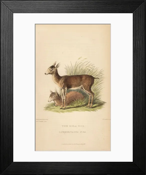 Framed Print : Brown brocket deer, Mazama gouazoubira Framed Print : Brown brocket deer, Mazama gouazoubira