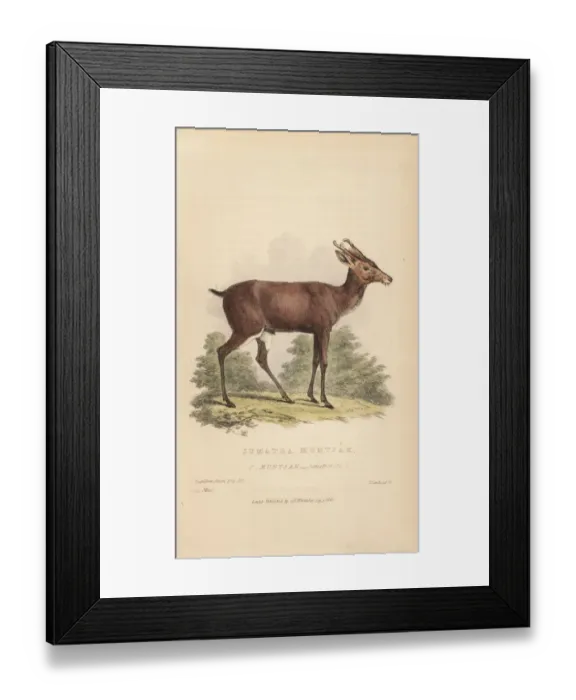 Framed Print : Southern red muntjak, Muntiacus muntjak Framed Print : Southern red muntjak, Muntiacus muntjak