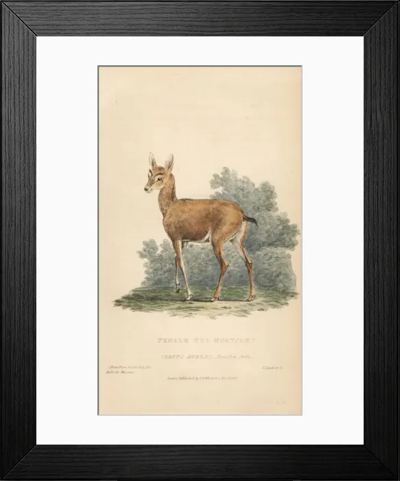Framed Print : Barking deer, Muntiacus muntjak. Female? Framed Print : Barking deer, Muntiacus muntjak. Female?