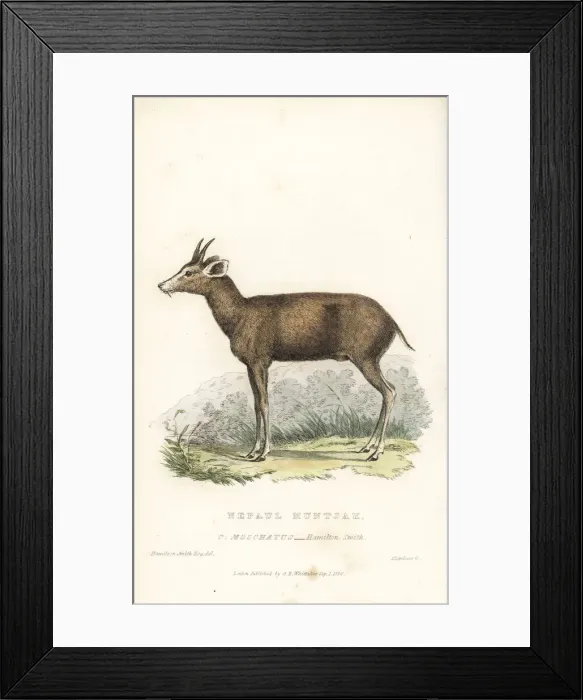 Framed Print : Northern red munjtak, Muntiacus vaginalis Framed Print : Northern red munjtak, Muntiacus vaginalis
