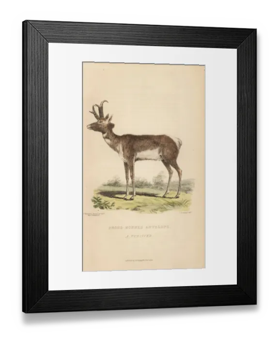 Framed Print : Pronghorn, Antilocapra americana Framed Print : Pronghorn, Antilocapra americana