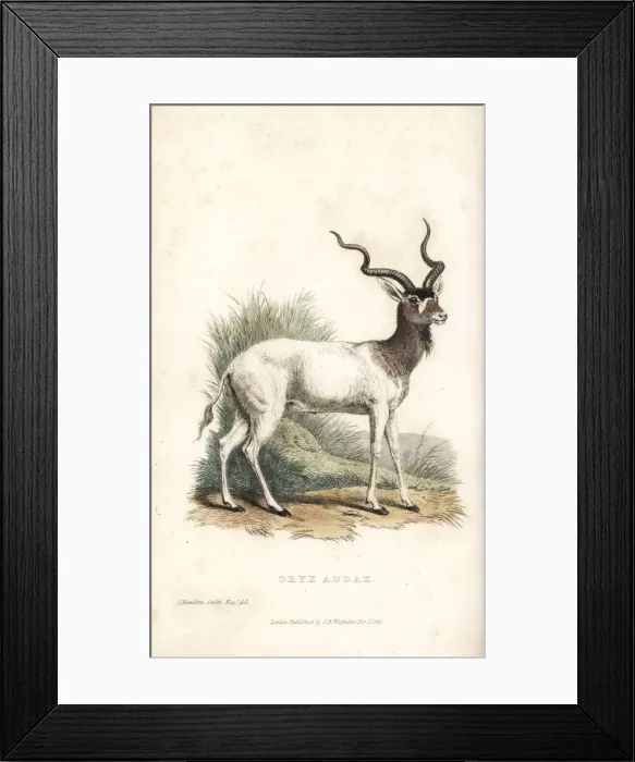 Framed Print : Addax, Addax nasomaculatus. Critically endangered Framed Print : Addax, Addax nasomaculatus. Critically endangered