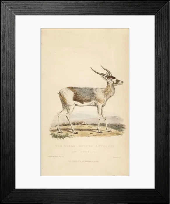 Framed Print : Addax, Addax nasomaculatus, female. Critically endangered Framed Print : Addax, Addax nasomaculatus, female. Critically endangered