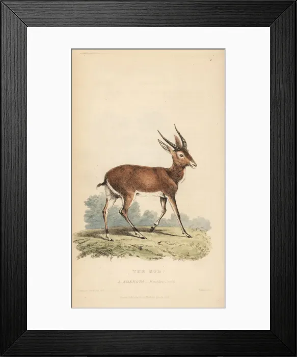 Framed Print : Kob, Kobus kob (Antilope adenota) Framed Print : Kob, Kobus kob (Antilope adenota)
