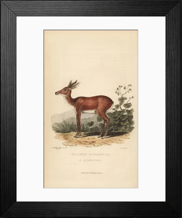 Framed Print : Cape grysbok, Raphicerus melanotis rufescens Framed Print : Cape grysbok, Raphicerus melanotis rufescens