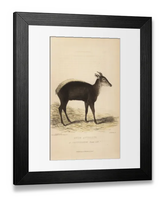 Framed Print : Yellow-backed duiker, Cephalophus silvicultor Framed Print : Yellow-backed duiker, Cephalophus silvicultor