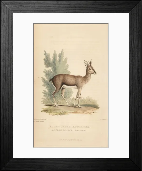 Framed Print : Oribi, Ourebia ourebi quadriscopa Framed Print : Oribi, Ourebia ourebi quadriscopa
