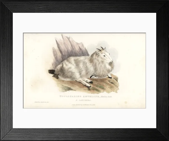 Framed Print : Rocky Mountain goat, Oreamnos americanus Framed Print : Rocky Mountain goat, Oreamnos americanus