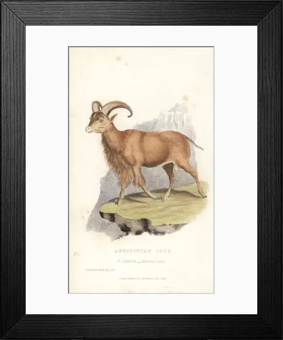 Framed Print : Nubian ibex, Capra nubiana. Vulnerable Framed Print : Nubian ibex, Capra nubiana. Vulnerable