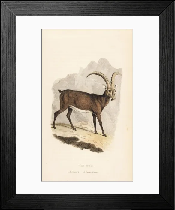 Framed Print : Alpine ibex, Capra ibex Framed Print : Alpine ibex, Capra ibex
