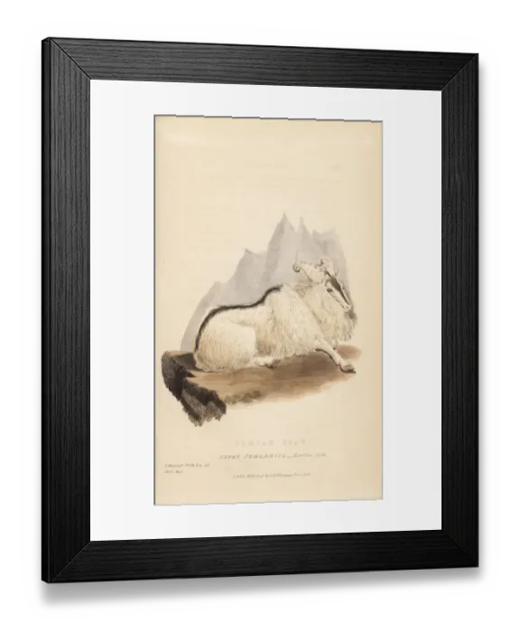 Framed Print : Himalayan tahr, Hemitragus jemlahicus Framed Print : Himalayan tahr, Hemitragus jemlahicus