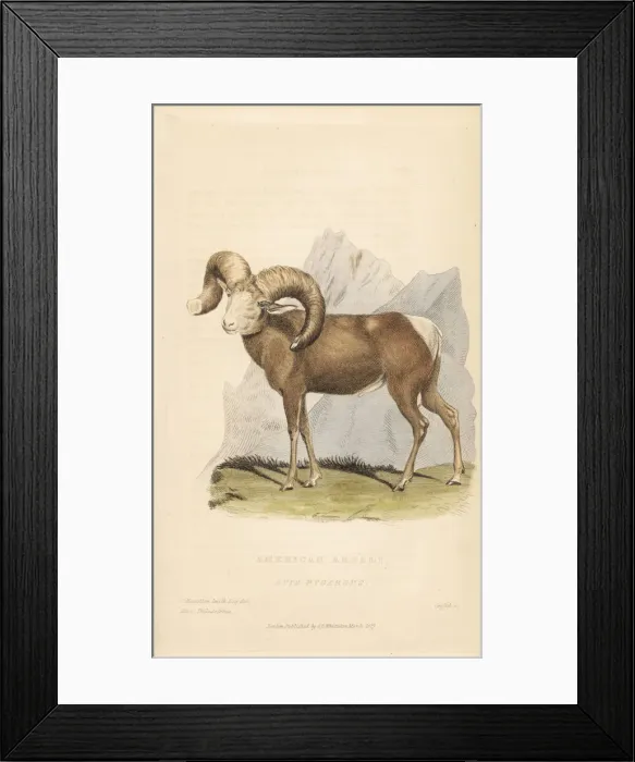 Framed Print : Bighorn sheep, Ovis canadensis Framed Print : Bighorn sheep, Ovis canadensis