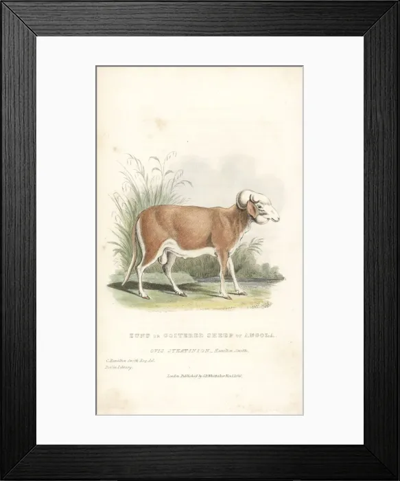 Framed Print : Zunu or goitered sheep of Angola, Ovis aries Framed Print : Zunu or goitered sheep of Angola, Ovis aries