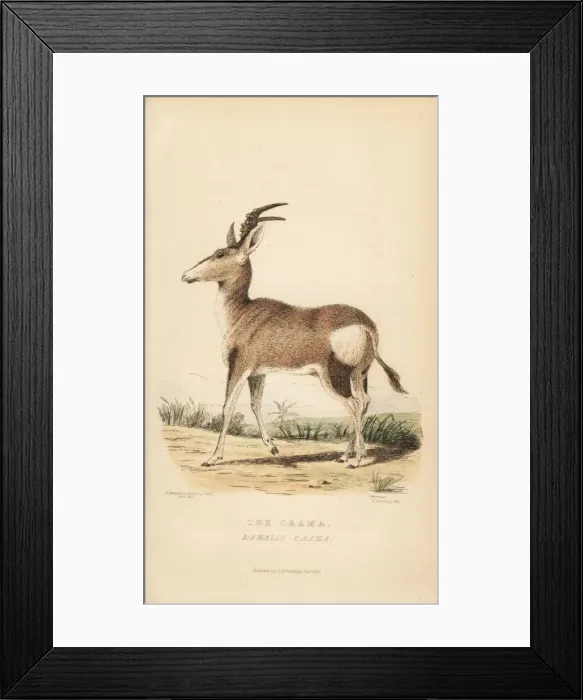 Framed Print : Red hartebeest, Alcelaphus buselaphus caama Framed Print : Red hartebeest, Alcelaphus buselaphus caama