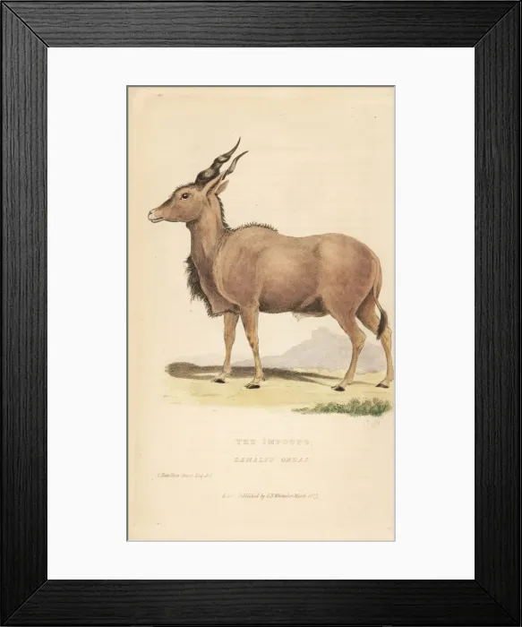 Framed Print : Eland, Taurotragus oryx Framed Print : Eland, Taurotragus oryx