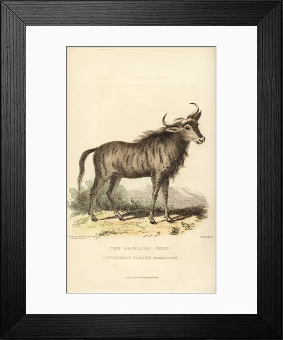 Framed Print : Blue wildebeest, Connochaetes taurinus Framed Print : Blue wildebeest, Connochaetes taurinus