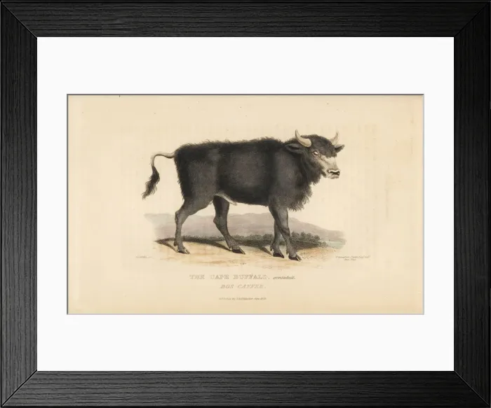Framed Print : Cape buffalo, Syncerus caffer caffer Framed Print : Cape buffalo, Syncerus caffer caffer