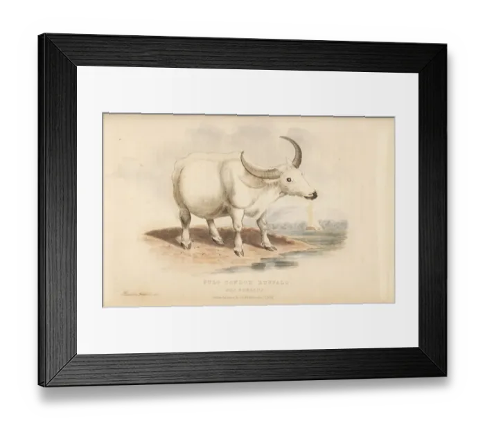 Framed Print : Domestic water buffalo, Bubalus bubalus Framed Print : Domestic water buffalo, Bubalus bubalus