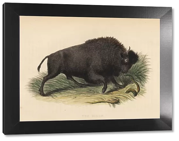 American bison, Bison bison