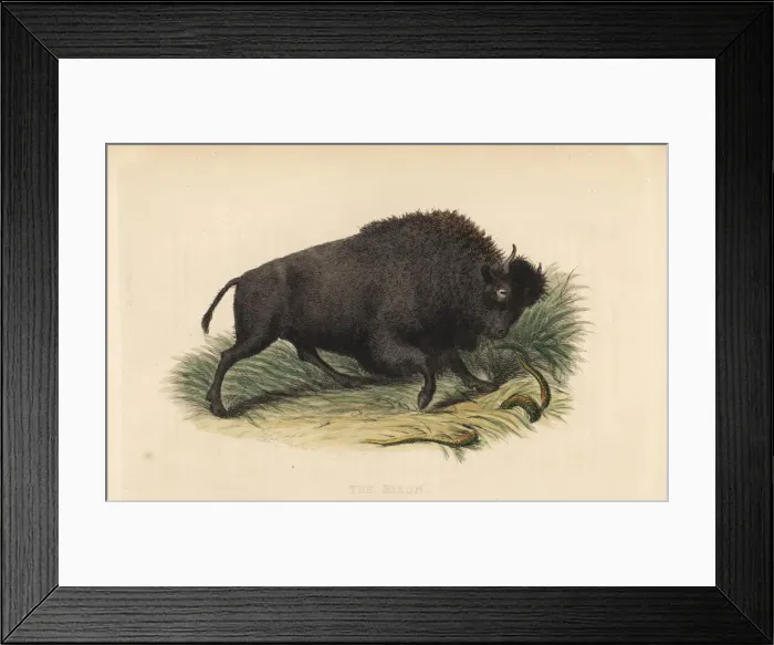 Framed Print : American bison, Bison bison Framed Print : American bison, Bison bison
