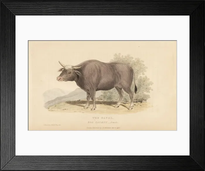 Framed Print : Gayal, Bos frontalis, female Framed Print : Gayal, Bos frontalis, female