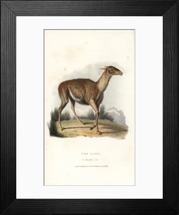 Framed Print : Llama, Lama glama Framed Print : Llama, Lama glama