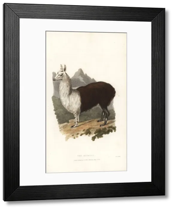 Framed Print : Alpaca or paco, Vicugna pacos (Camelus paco) Framed Print : Alpaca or paco, Vicugna pacos (Camelus paco)