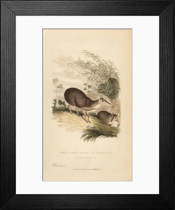 Framed Print : Pygmy musk of Sumatra, Moschus pygmaeus Framed Print : Pygmy musk of Sumatra, Moschus pygmaeus