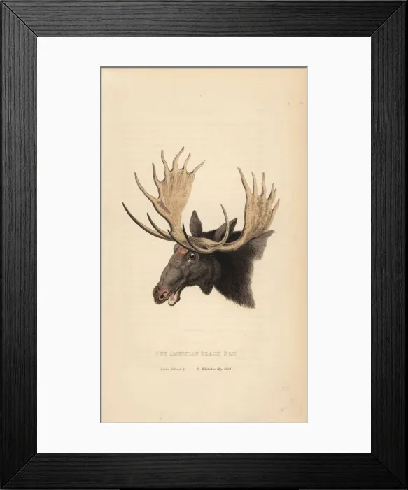 Framed Print : Moose, Alces alces Framed Print : Moose, Alces alces