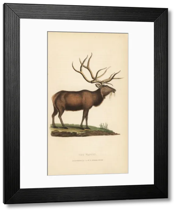 Framed Print : Elk or wapiti, Cervus canadensis (Cervus strongyloceros) Framed Print : Elk or wapiti, Cervus canadensis (Cervus strongyloceros)