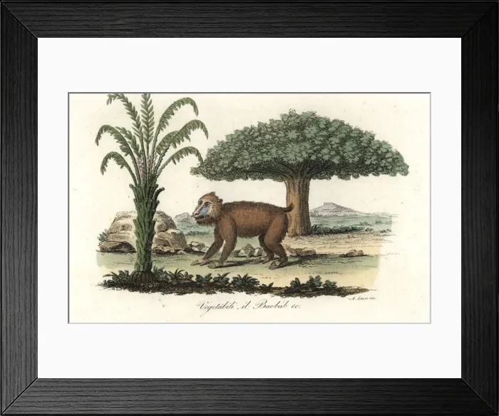 Framed Print : Mandrill (vulnerable) under a baobab tree Framed Print : Mandrill (vulnerable) under a baobab tree